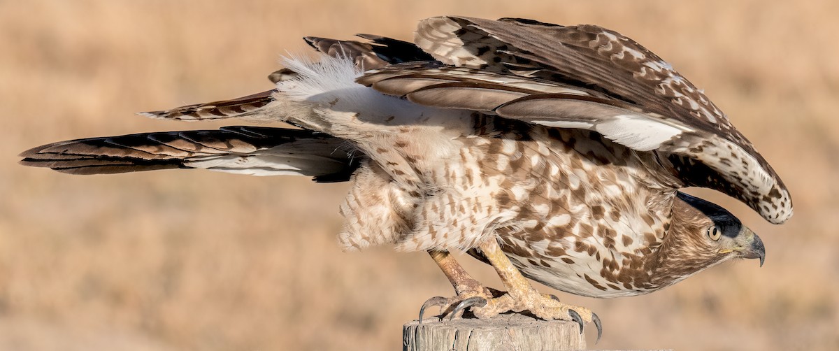 Red-tailed Hawk - ML287332391