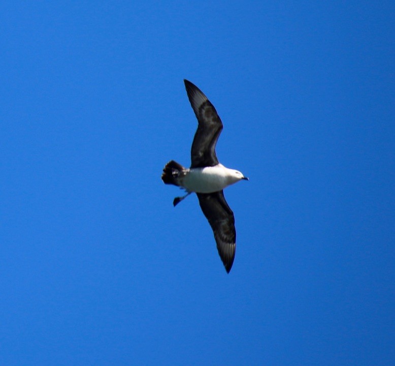 Kermadec Petrel - ML28733301