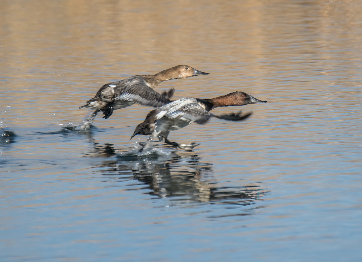 Canvasback - Terry Karlin