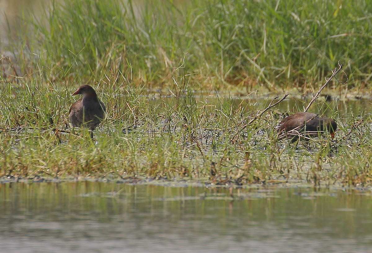 Gallinule poule-d'eau - ML287333831