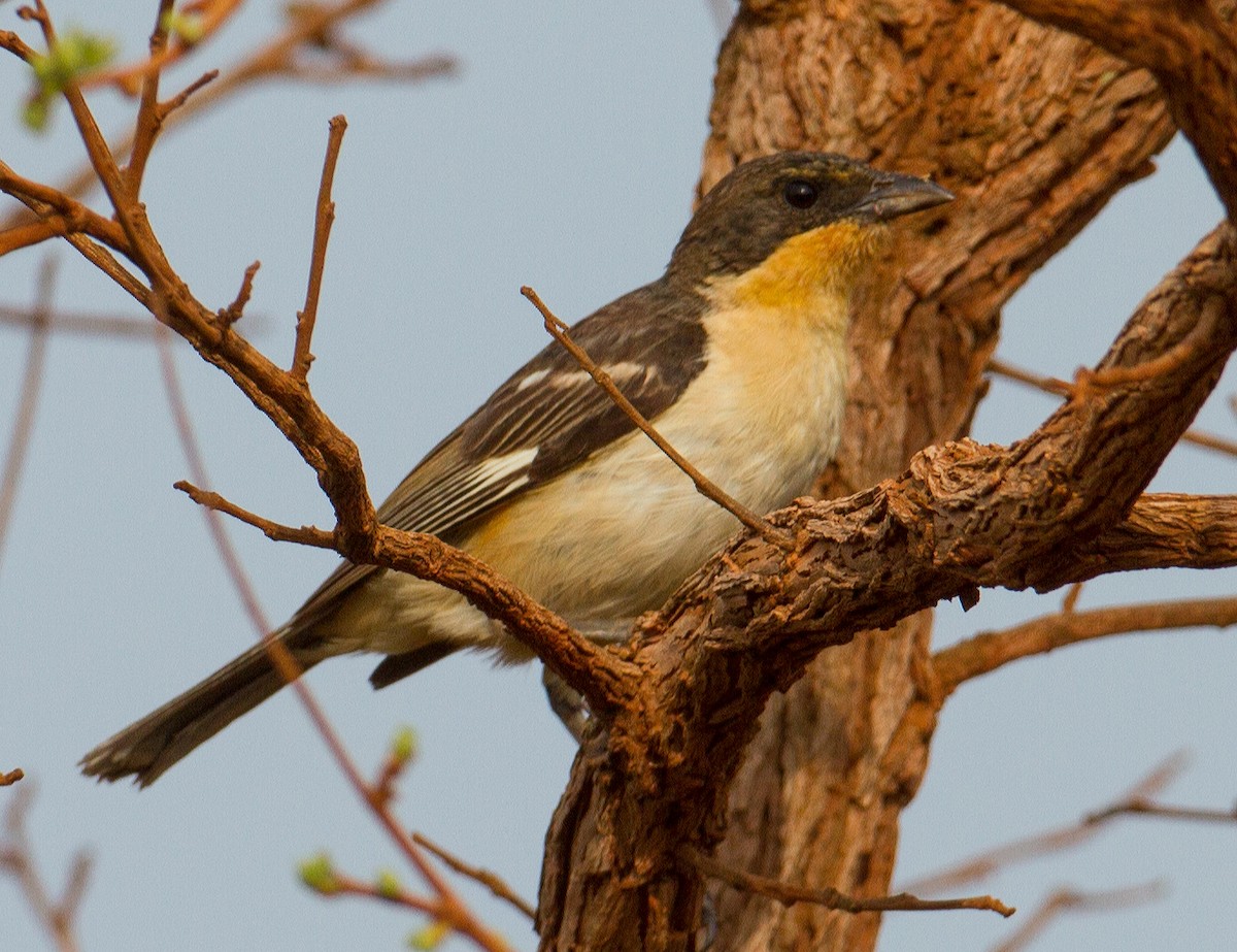 White-rumped Tanager - José Martín
