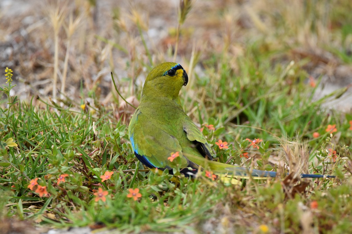 Elegant Parrot - ML287338111