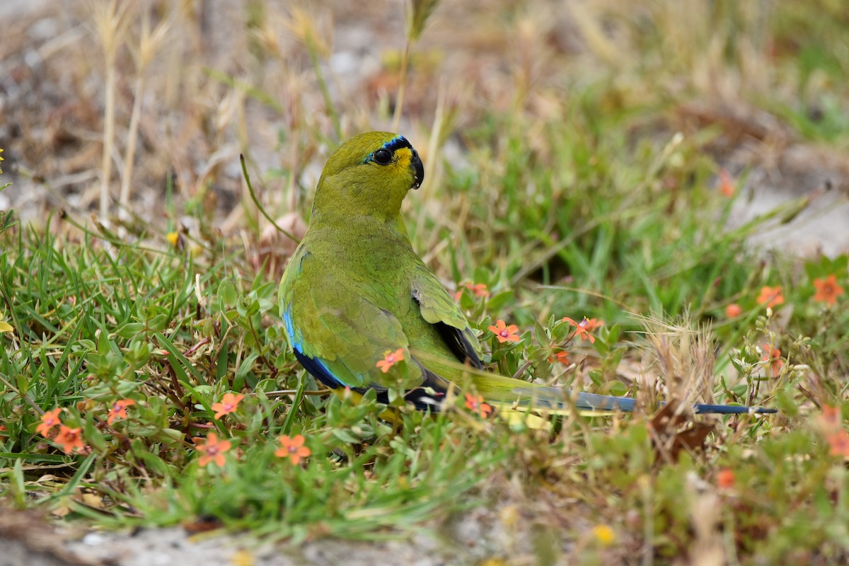Elegant Parrot - ML287338131