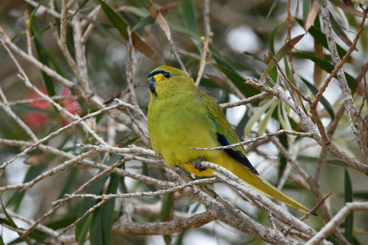 Elegant Parrot - ML287338161