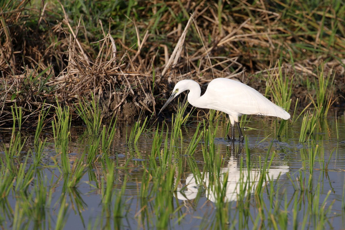 Little Egret (Western) - ML287339831