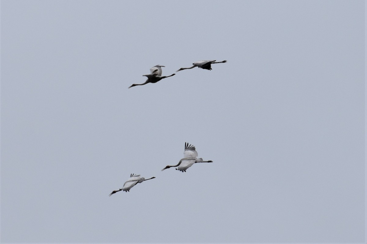 Brolga - Mark and Angela McCaffrey