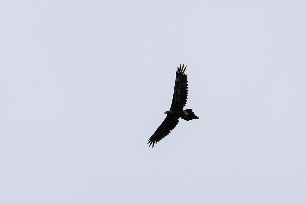 Wedge-tailed Eagle - ML287341191