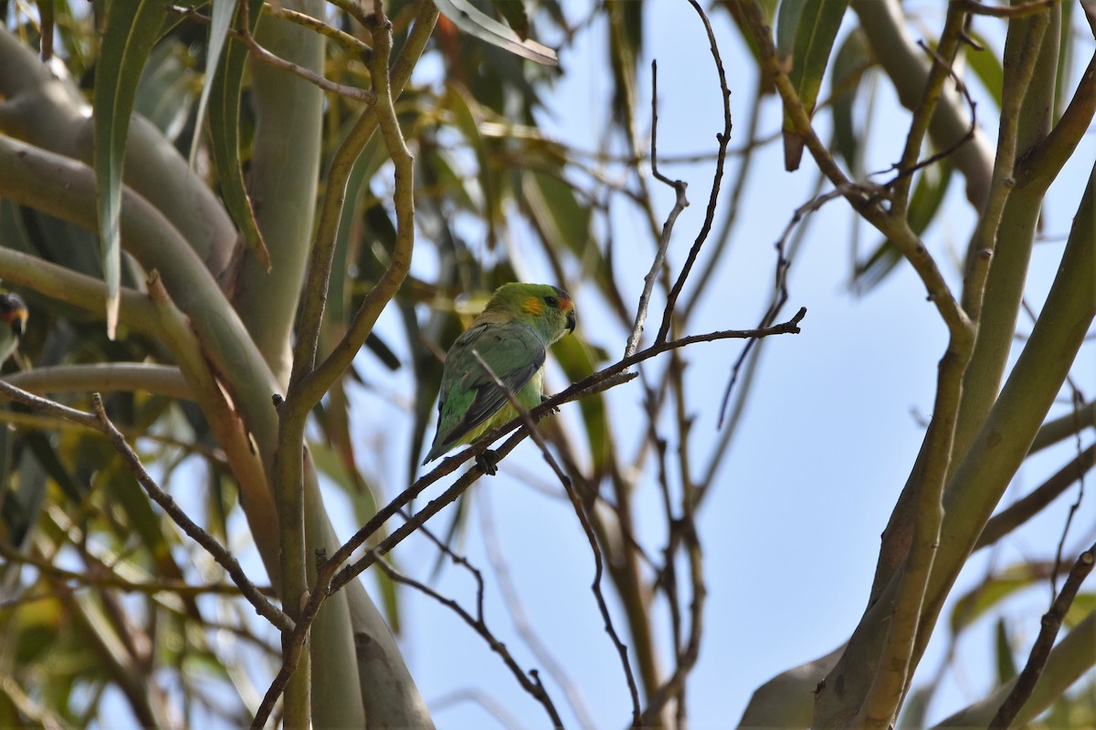 Purple-crowned Lorikeet - ML287342081