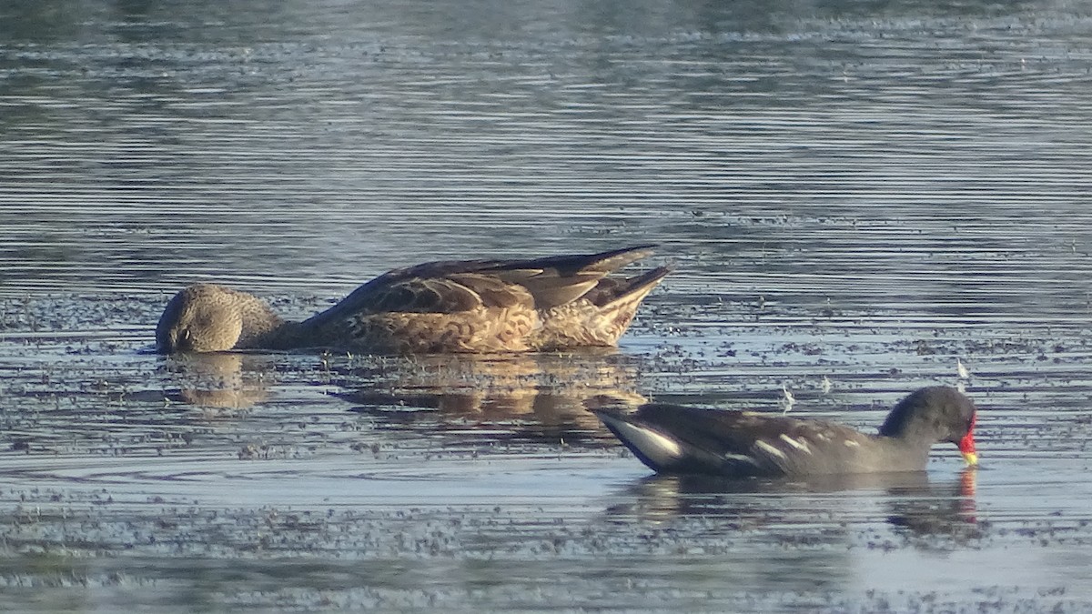 Gallinule poule-d'eau - ML287342291