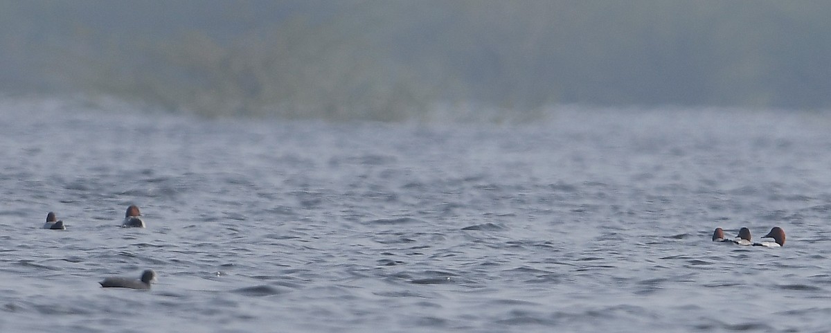 Common Pochard - gowathaman ganesan