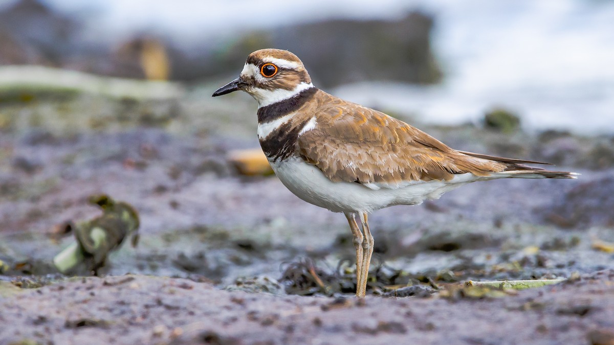 ML287345321 - Killdeer - Macaulay Library