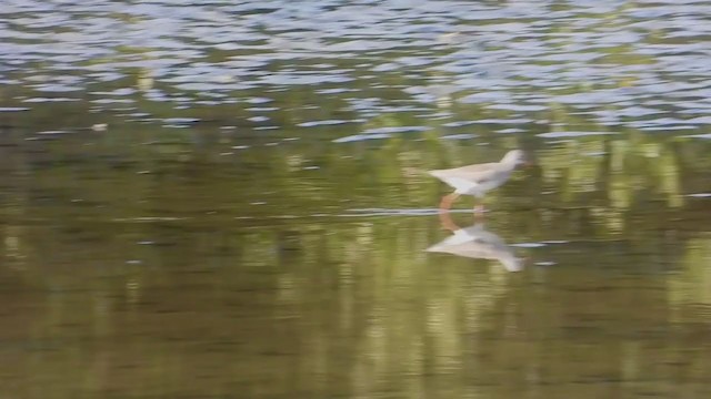 Common Redshank - ML287351191