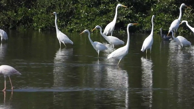 Great Egret - ML287351231