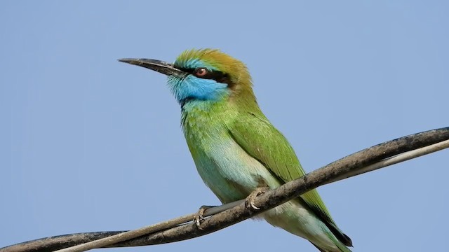 שרקרק גמדי - ML287351241