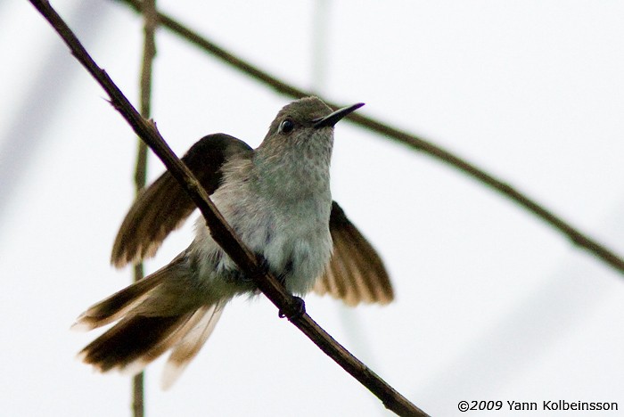 Colibrí Blanquioliva - ML287351341