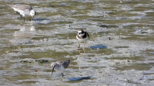 Common Ringed Plover - ML287351351