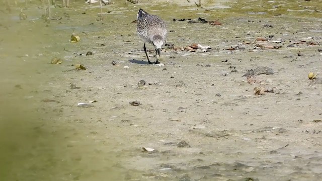 Black-bellied Plover - ML287352441