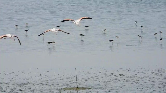 פלמינגו גדול - ML287352851