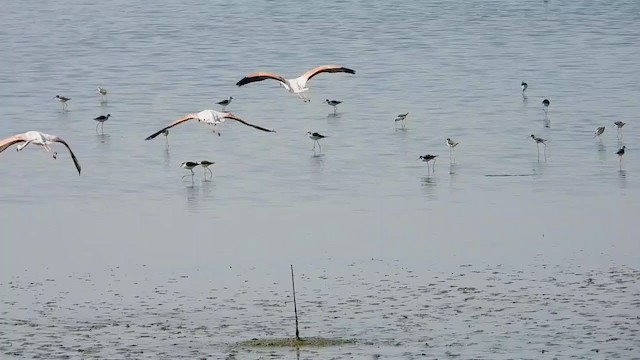 Greater Flamingo - ML287352851