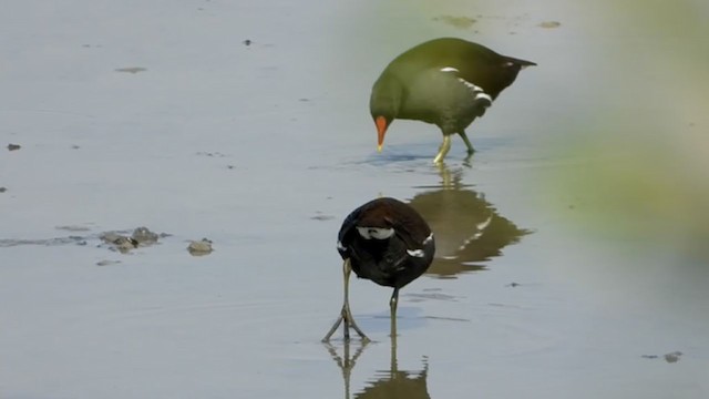 Eurasian Moorhen - ML287352911