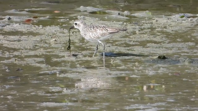 חופזי מנומר - ML287353021
