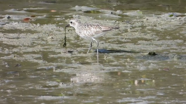 Black-bellied Plover - ML287353021