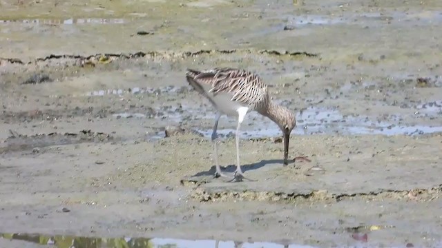 Eurasian Curlew - ML287353171