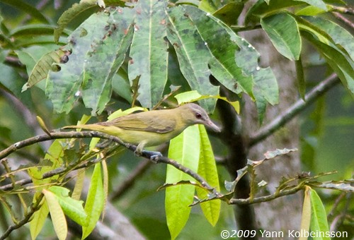 Yellow-green Vireo - ML287353501