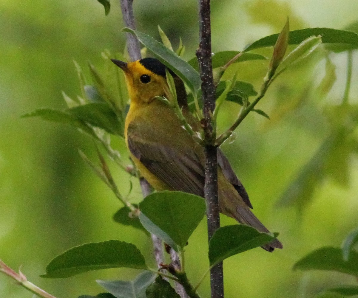 Wilson's Warbler - ML28735381