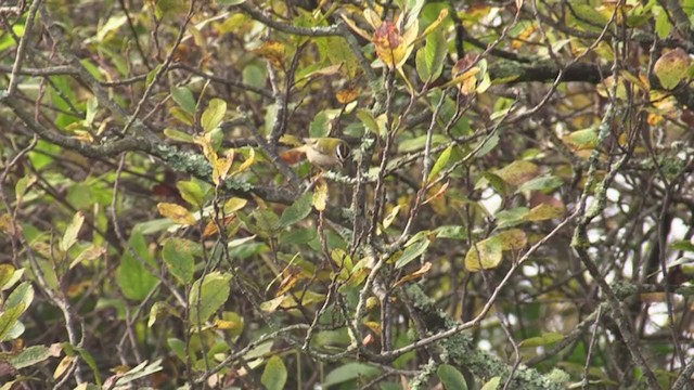 Common Firecrest - ML287354011