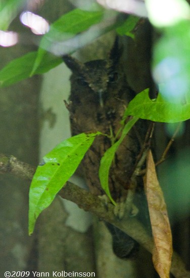 Tawny-bellied Screech-Owl - ML287354031