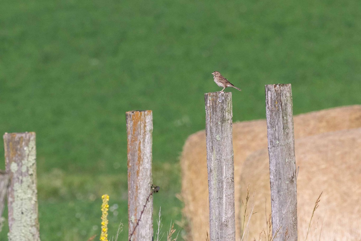 Vesper Sparrow - Brad Argue