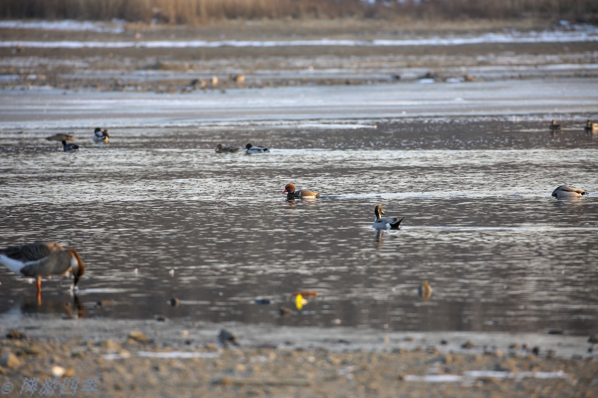 Red-crested Pochard - ML287355561