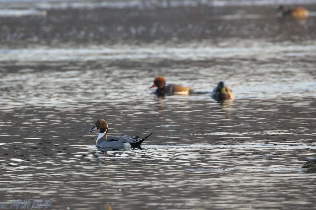 Northern Pintail - ML287355691