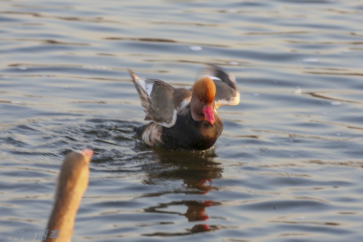 Red-crested Pochard - ML287355821