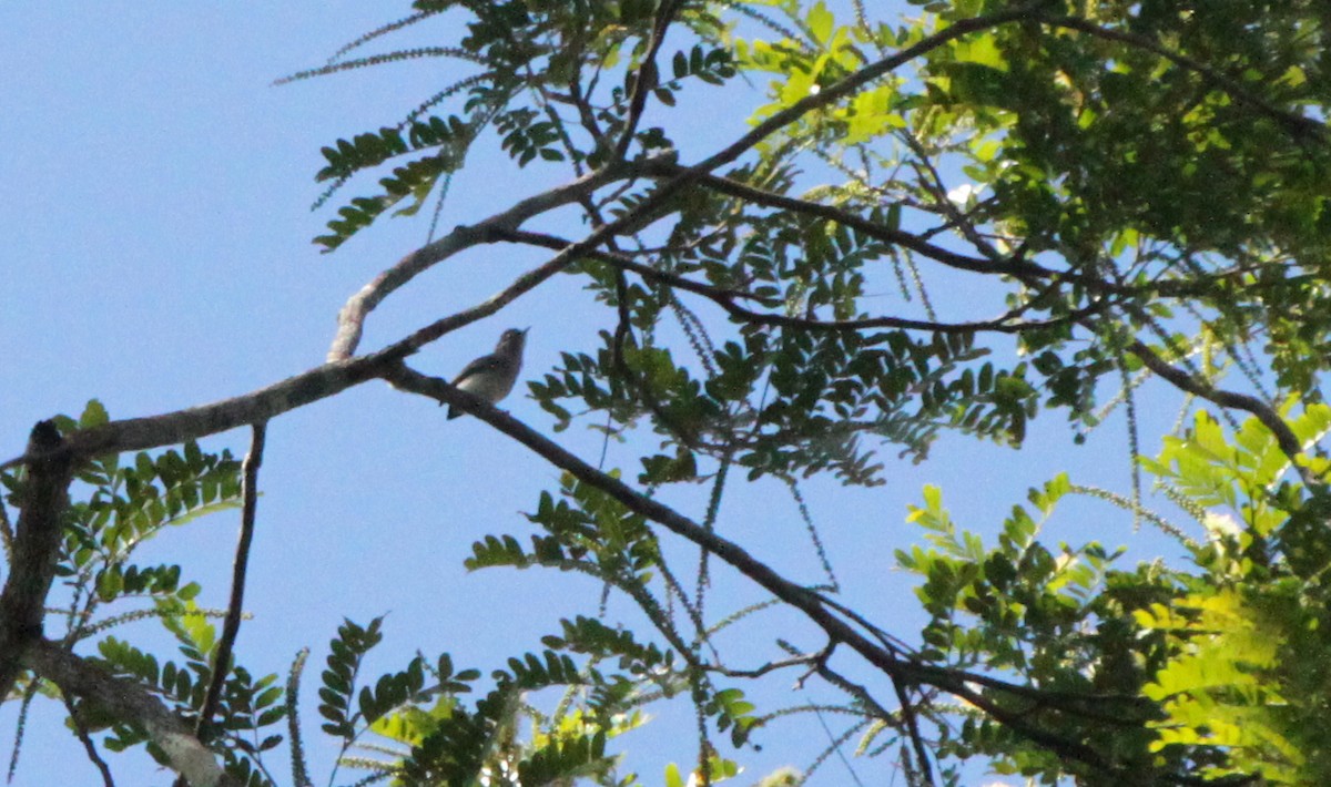 Klages's Gnatcatcher - ML287358291