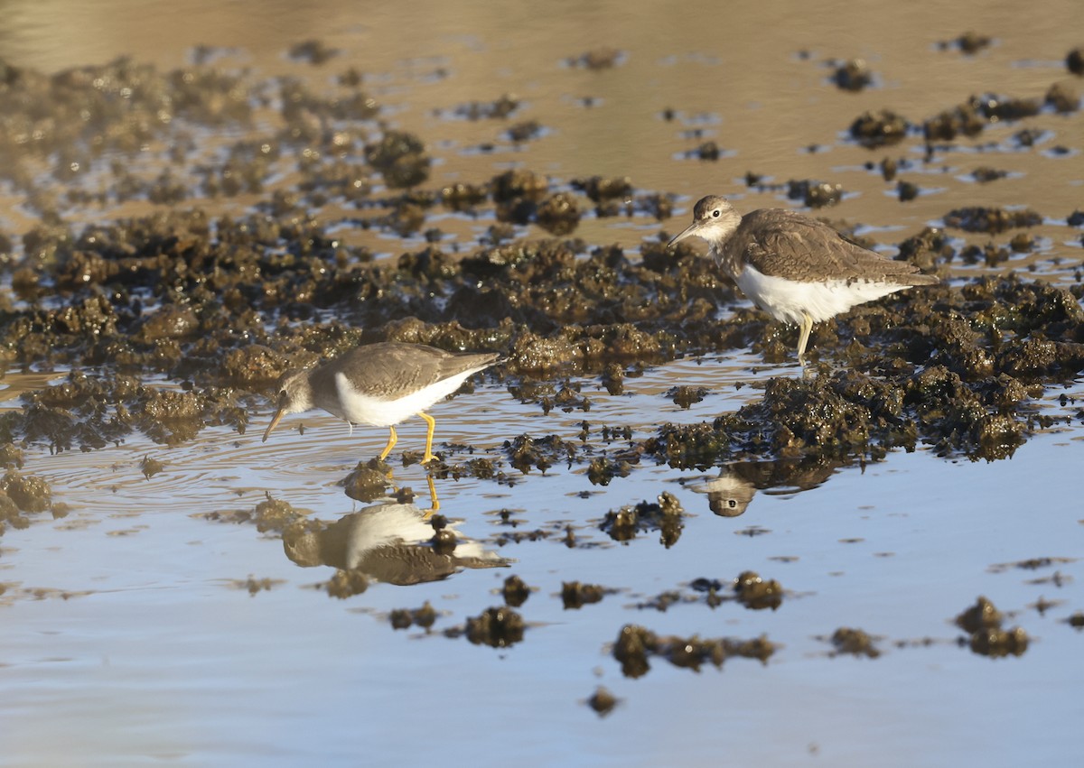 Spotted Sandpiper - ML287359251