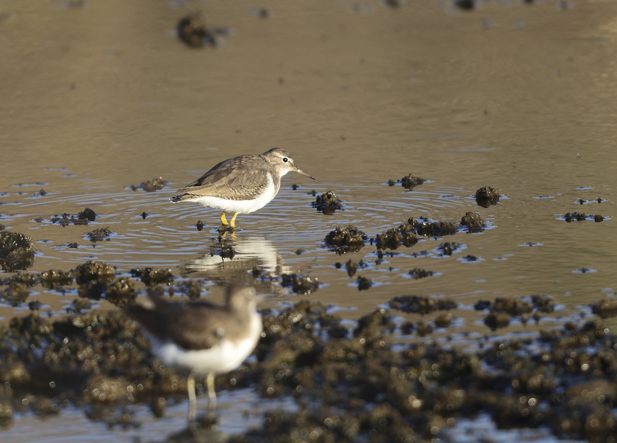 Spotted Sandpiper - ML287359281