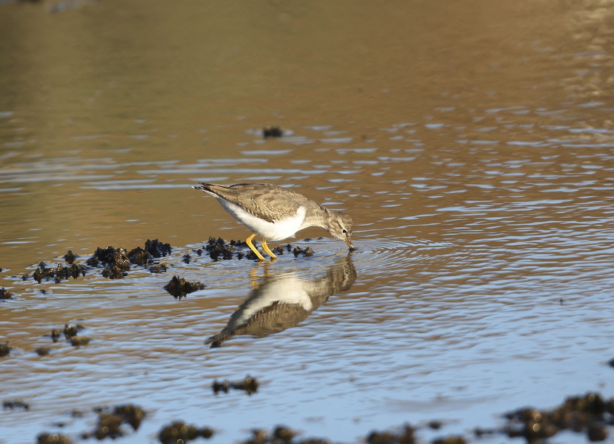 Spotted Sandpiper - ML287359301
