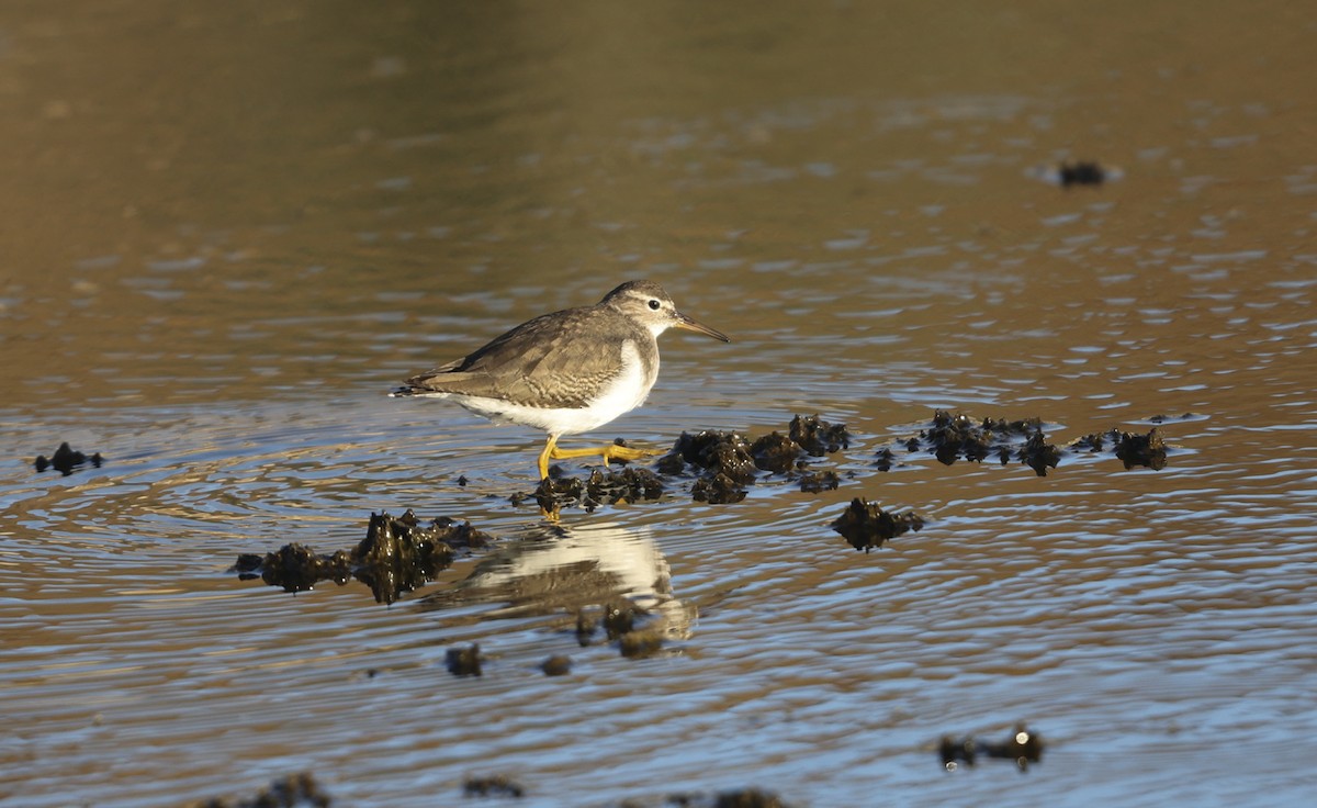 Spotted Sandpiper - ML287359571