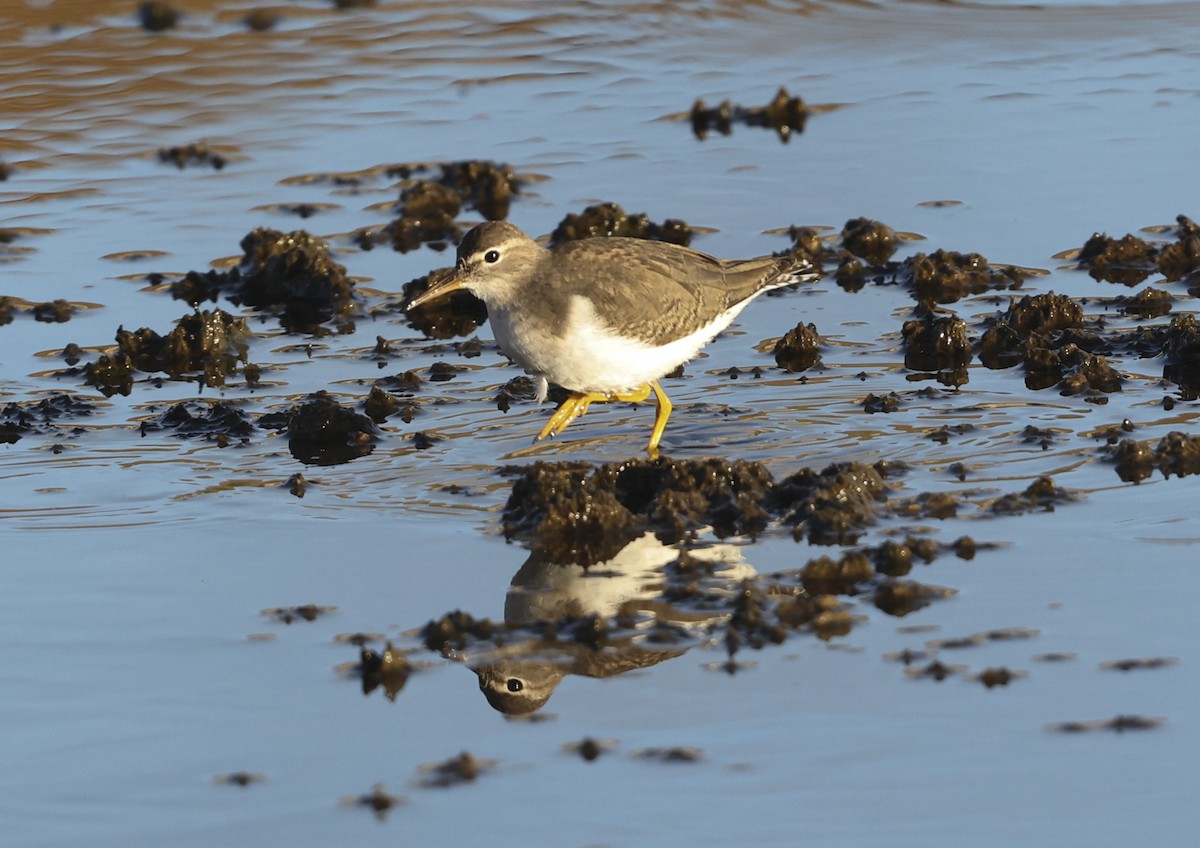 Spotted Sandpiper - ML287359611