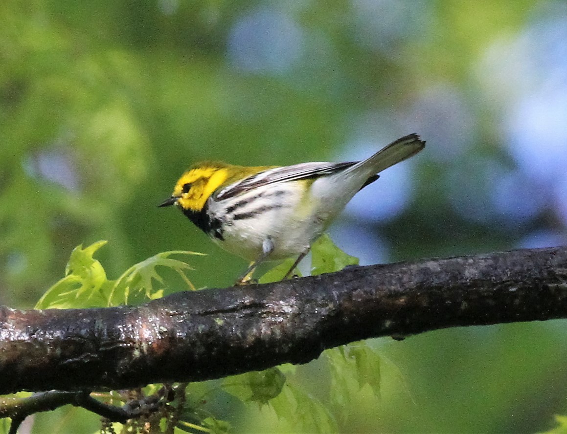 Black-throated Green Warbler - ML28736001