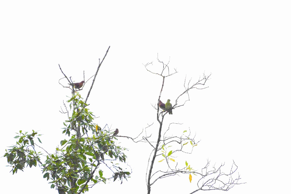 Буроголовый зелёный голубь - ML287360531