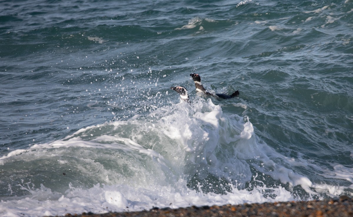 Magellanic Penguin - Santiago Imberti