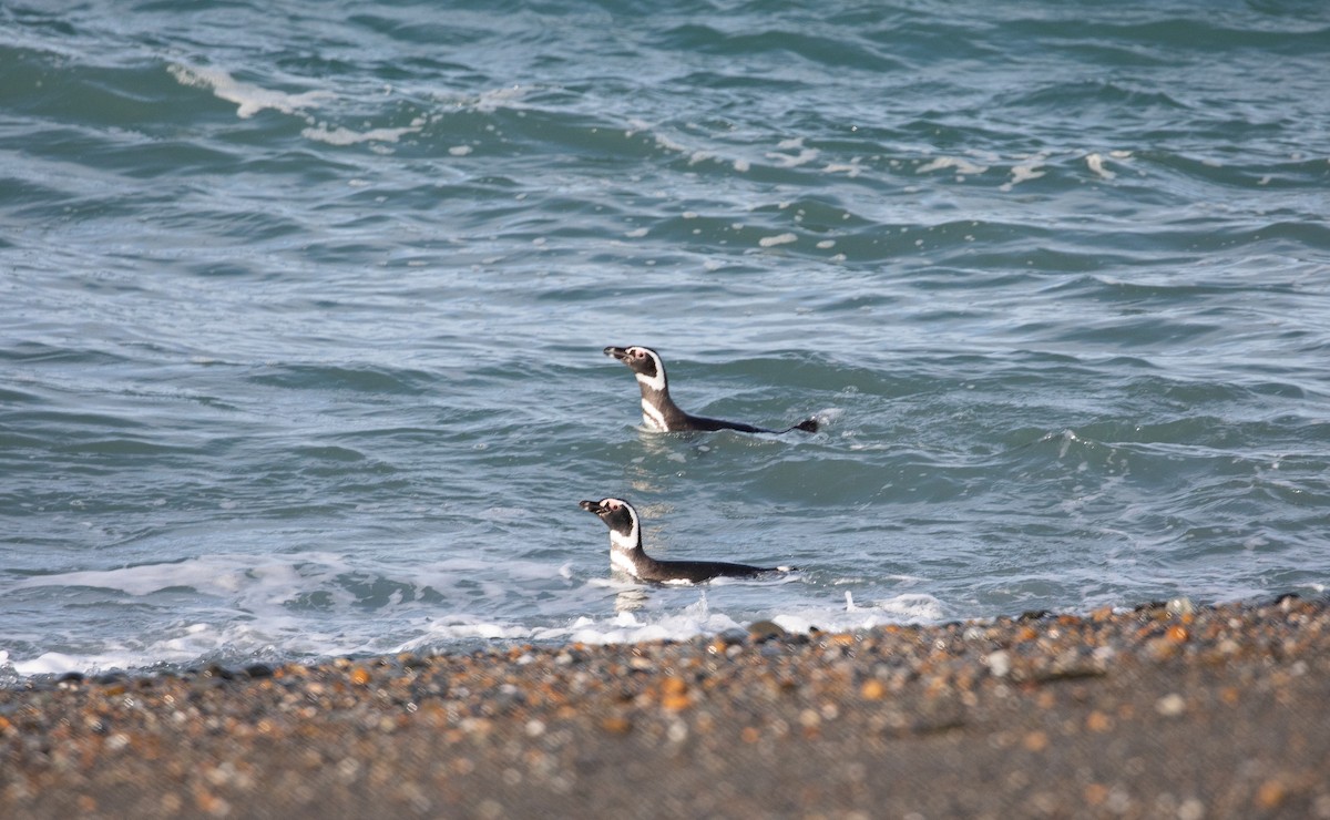 Magellanic Penguin - Santiago Imberti