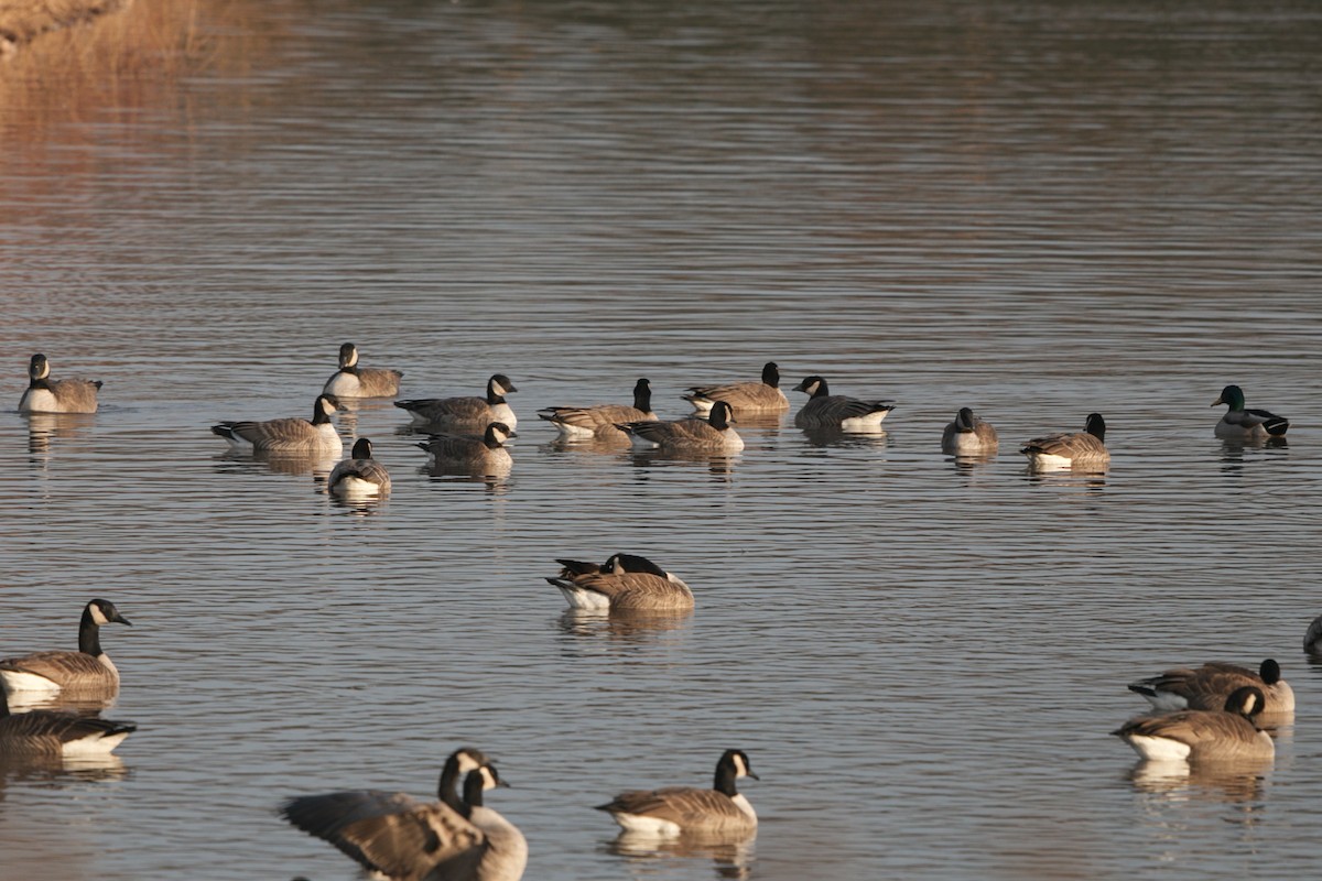 Cackling Goose - Andy Wilson