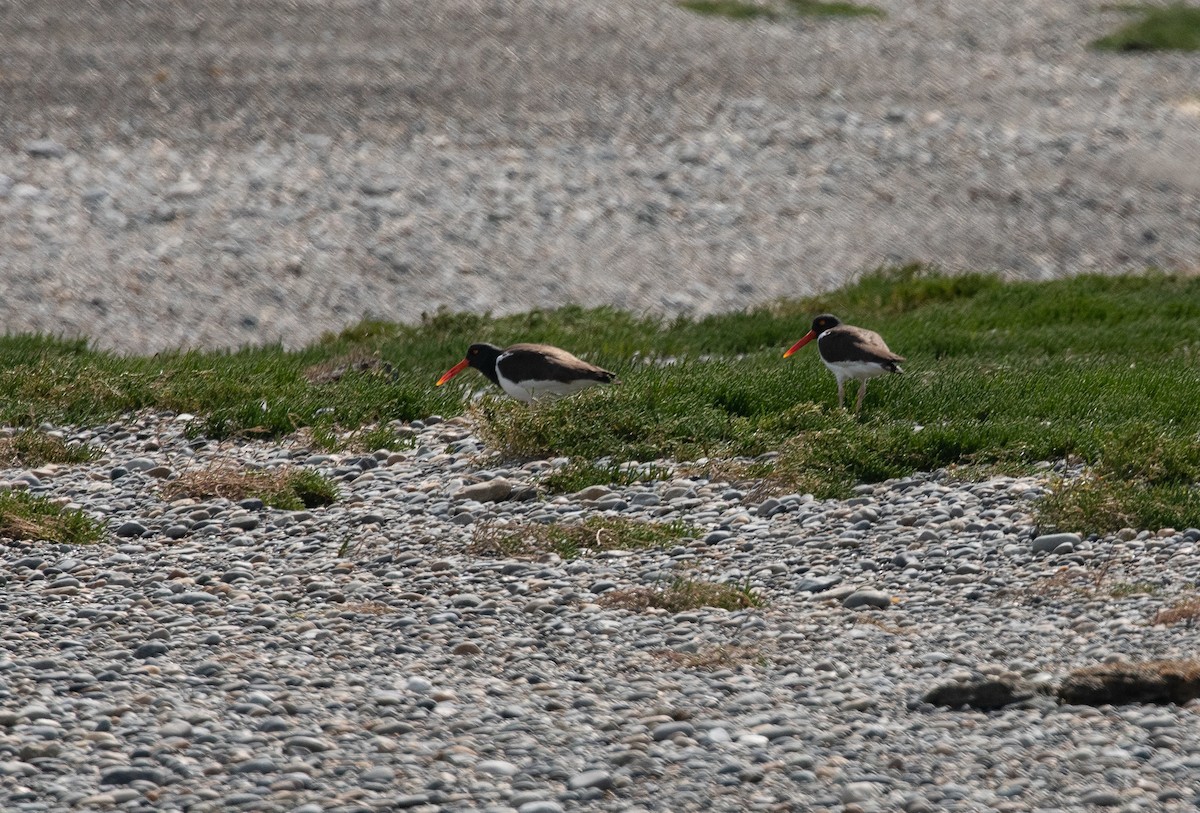 American Oystercatcher - ML287363041