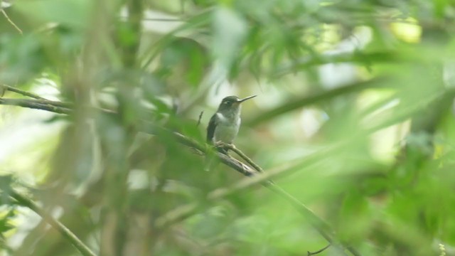 kolibřík ekvádorský - ML287363181