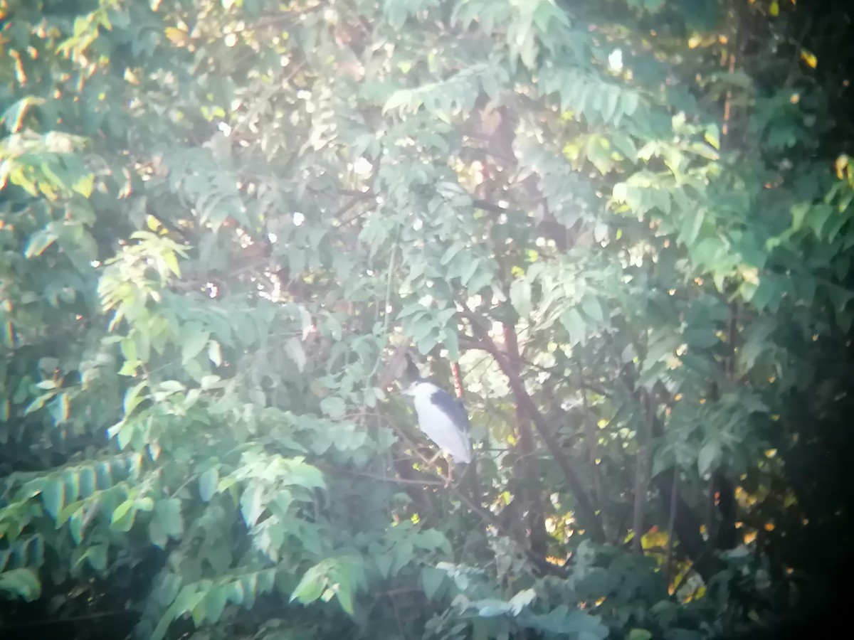 Black-crowned Night Heron - ML287364431