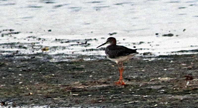 Spotted Redshank - ML287364651